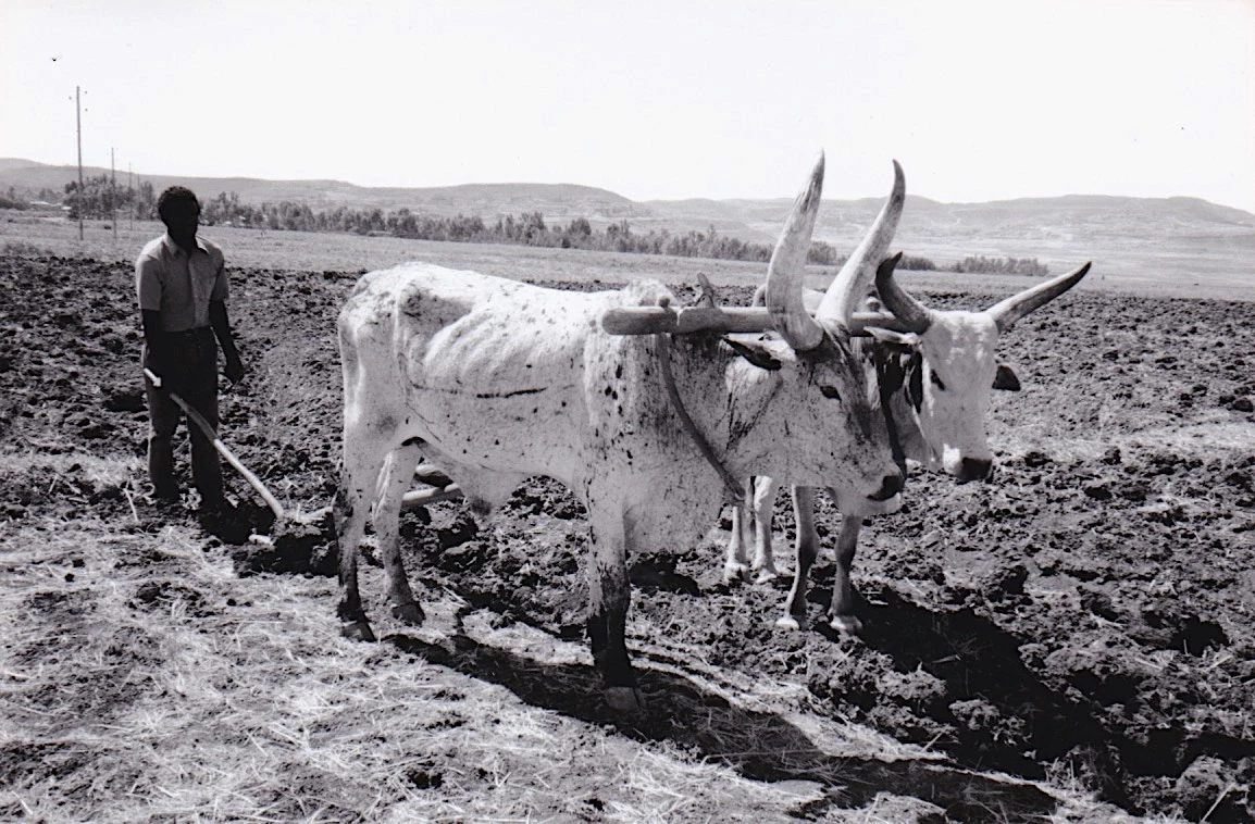 A farmer ploughs a field with two oxen in Tigray